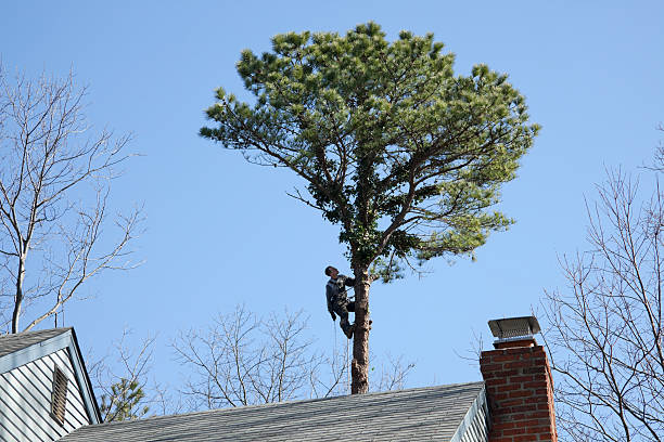 Best Tree Mulching  in Highland On The Lake, NY